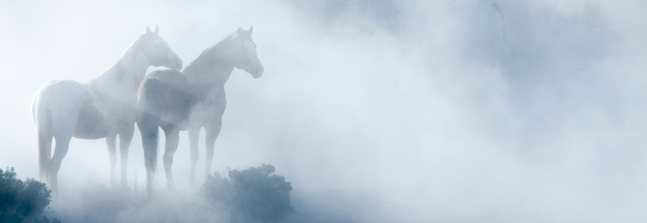 Symbolfoto Pferd im Nebel – BOS Projektmanagement GmbH